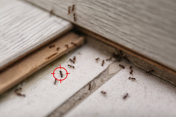 Professional Pest Control in Satellite Beach, FL